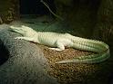 Albino aligator